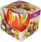 náhled Admit Svicka 100g tulips